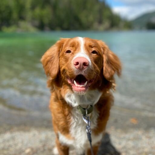 A happy Nova Scotia Duck Tolling Retriever with a white facial blaze smiles at the camera, with a blurry body of water in the background - www.fournierinsurance.com